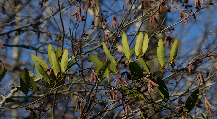Laurel-leaved Greenbrier among Smooth Alder in Worcester Co., Maryland (1/19/2013). Photo by Bill Hubick.