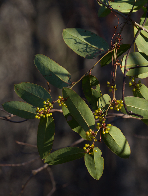 Laurel-leaved Greenbrier among Smooth Alder in Worcester Co., Maryland (1/19/2013). Photo by Bill Hubick.
