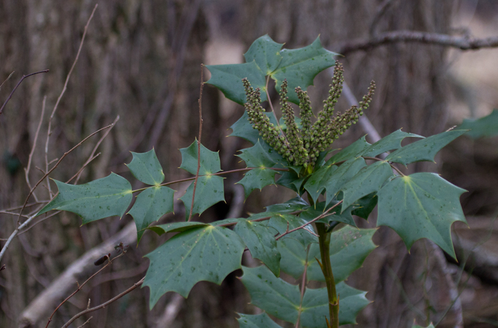 The interesting invasive Leatherleaf Mahonia - Prince George's Co., Maryland (1/11/2013). Photo by Bill Hubick.