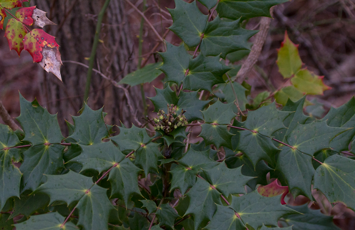 The interesting invasive Leatherleaf Mahonia - Prince George's Co., Maryland (1/11/2013). Photo by Bill Hubick.
