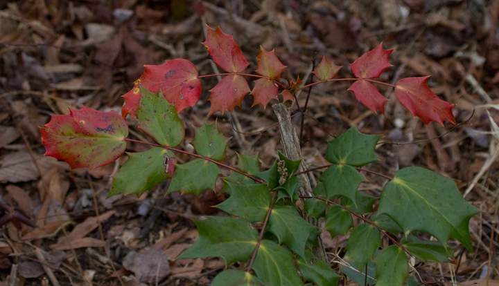 The interesting invasive Leatherleaf Mahonia - Prince George's Co., Maryland (1/11/2013). Photo by Bill Hubick.
