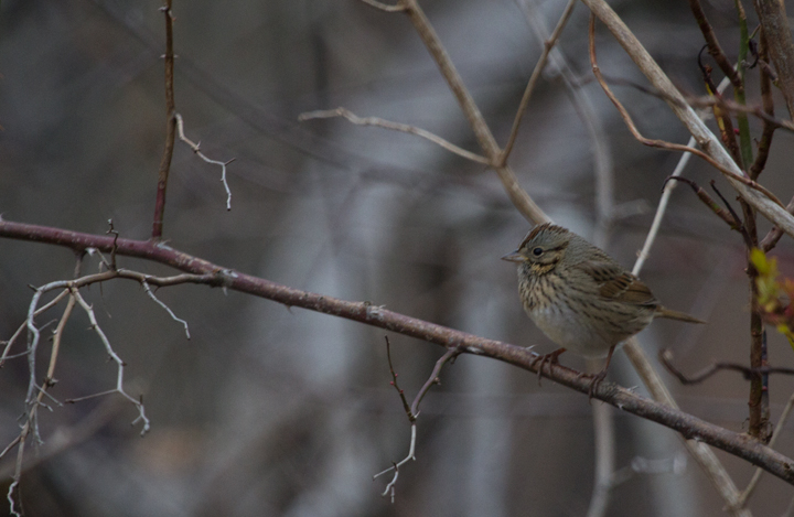 A wintering Lincoln's Sparrow in Prince George's Co., Maryland (1/11/2013). Photo by Bill Hubick.