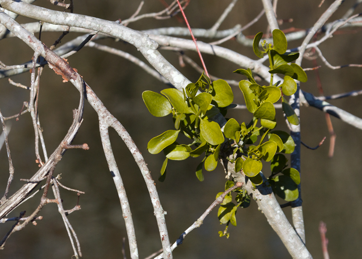 A close-up of Oak Mistletoe on a Red Maple in Somerset Co., Maryland (1/20/2013). Photo by Bill Hubick.