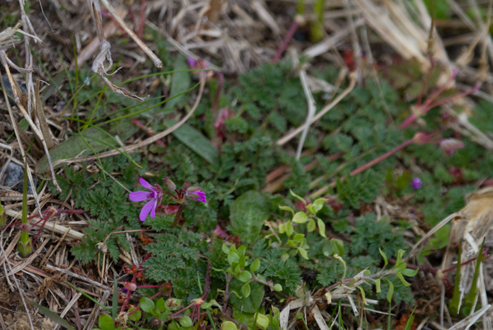 Red-stemmed Storksbill blooming in winter in West Ocean City, Maryland (1/1/2013). Photo by Bill Hubick.