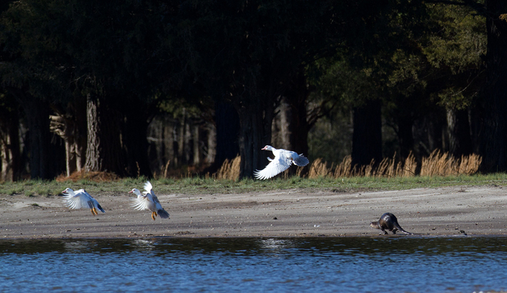 A Northern River Otter says hello to some domestic Muscovy Ducks in Somerset Co., Maryland (1/20/2013). Photo by Bill Hubick.