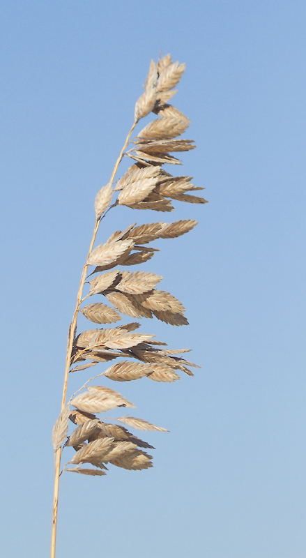 Seaoats on Assateague Island, Maryland (1/19/2013). Photo by Bill Hubick.