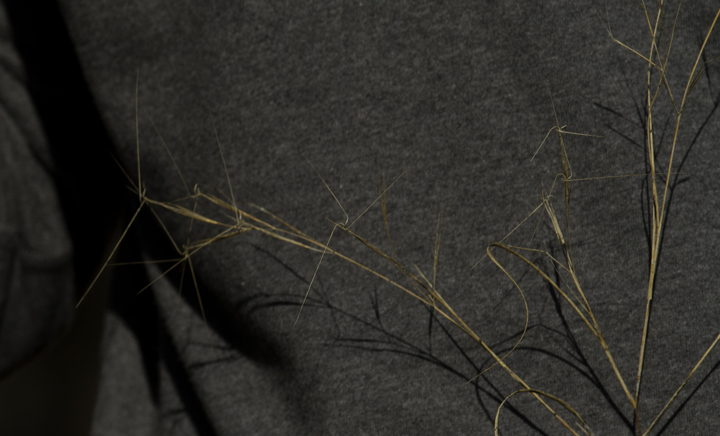 Seaside Threeawn (highly state rare) in Worcester Co., Maryland (11/23/2012). Photo by Bill Hubick.