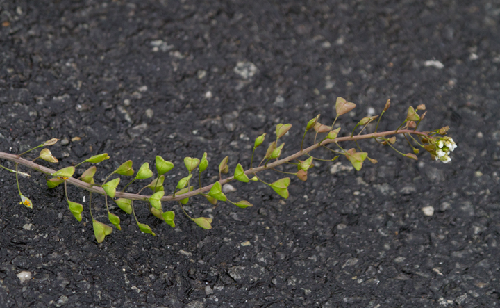 Shepherd's Purse blooming in winter in West Ocean City, Maryland (1/1/2013). Photo by Bill Hubick.