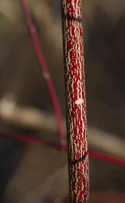 Silky Dogwood in Somerset Co., Maryland (1/20/2013). Photo by Bill Hubick.