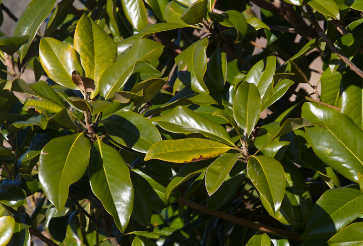 Southern Magnolia in Somerset Co., Maryland (1/20/2013). Photo by Bill Hubick.