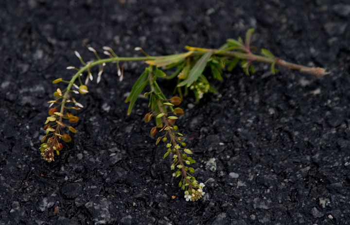 Virginia Pepperweed blooming in winter in West Ocean City, Maryland (1/1/2013). Photo by Bill Hubick.