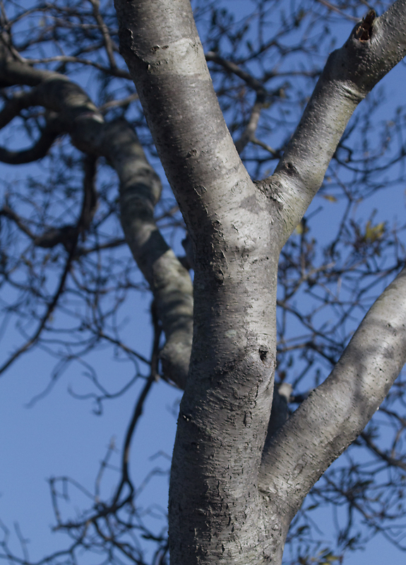 The trunk of a large Wax Myrtle at Deal Island WMA, Maryland (1/20/2013). Photo by Bill Hubick.