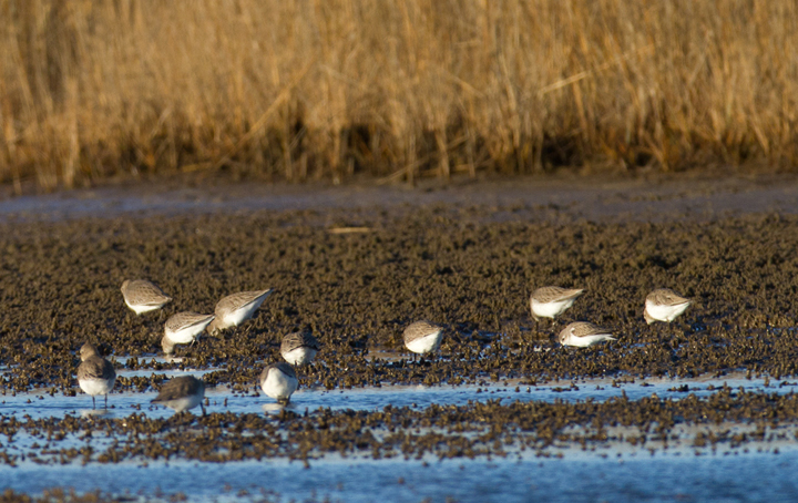 A Western Sandpiper among Dunlin in Somerset Co., Maryland (1/20/2013). Photo by Bill Hubick.