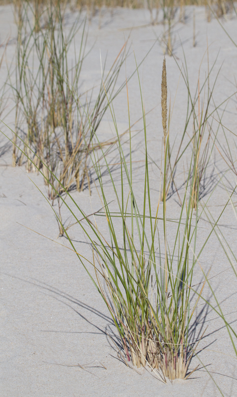 American Beachgrass on Assateague Island, Maryland (10/13/2012). Photo by Bill Hubick.