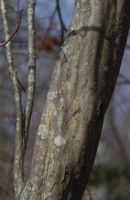 The trunk of American Hornbeam in Calvert Co., Maryland (2/10/2013). Photo by Bill Hubick.