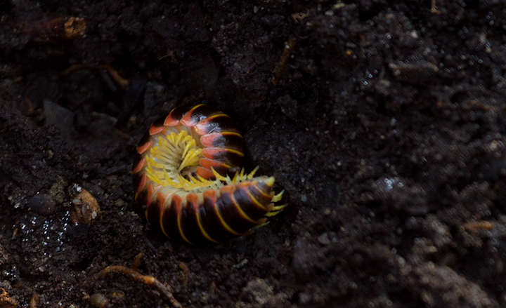 <em>Apheloria virginiensis corrugata</em> in Calvert Co., Maryland (2/10/2013). Note that this species' defense mechanism involves secreting a chemical defense including cyanide. Avoid touching or immediately wash hands after handling. Do not let children handle millipedes that look like this. Photo by Bill Hubick.