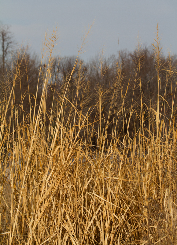 Big Cordgrass in Anne Arundel Co., Maryland (1/26/2013). Photo by Bill Hubick.