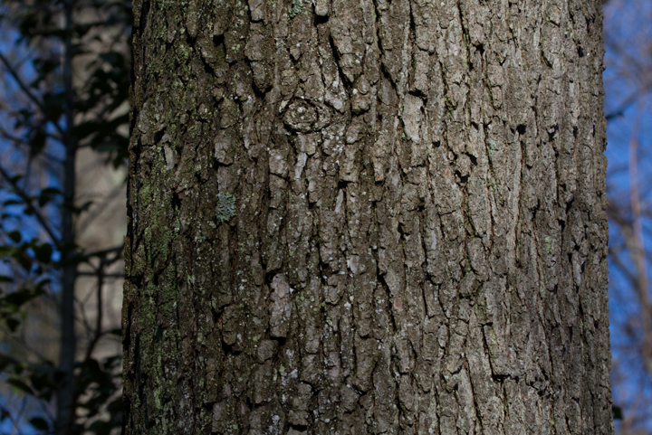 The trunk of a Black Oak in Anne Arundel Co., Maryland (2/14/2013). Photo by Bill Hubick.