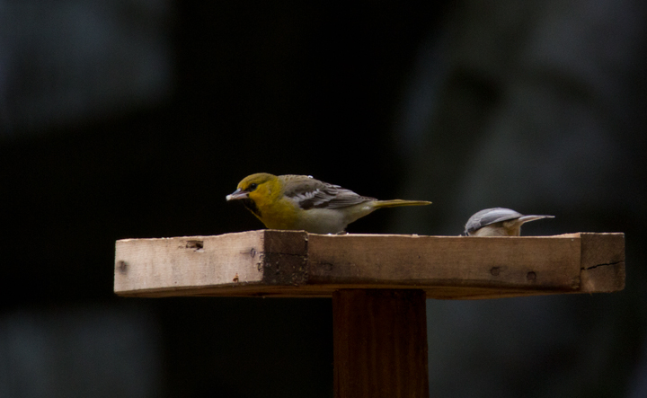 Maryland's third Bullock's Oriole, an immature male hosted by Dennis Kirkwood in Harford Co., Maryland (2/11/2013). First county record and the first record with photo documentation. Photo by Bill Hubick.