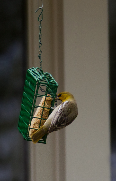 Maryland's third Bullock's Oriole, an immature male hosted by Dennis Kirkwood in Harford Co., Maryland (2/11/2013). First county record and the first record with photo documentation. Photo by Bill Hubick.