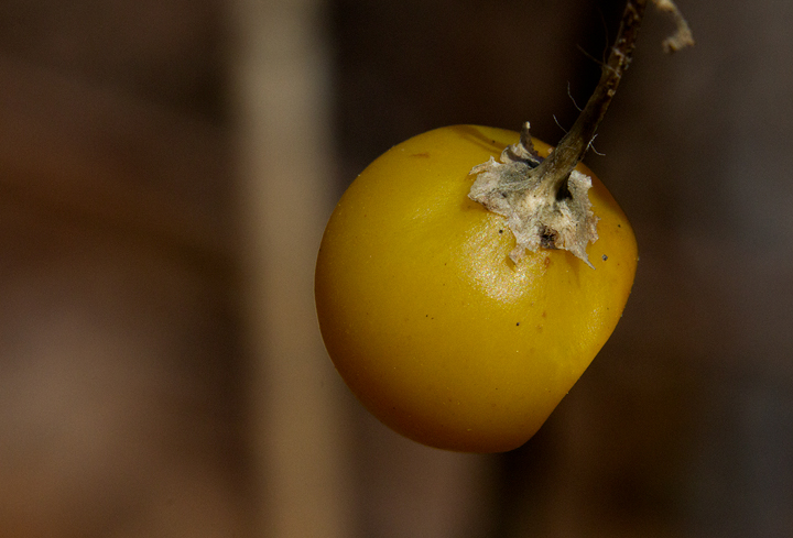 The distinctive fruit of Carolina Horsenettle is often retained through winter - Anne Arundel Co., Maryland (2/18/2013). Photo by Bill Hubick.