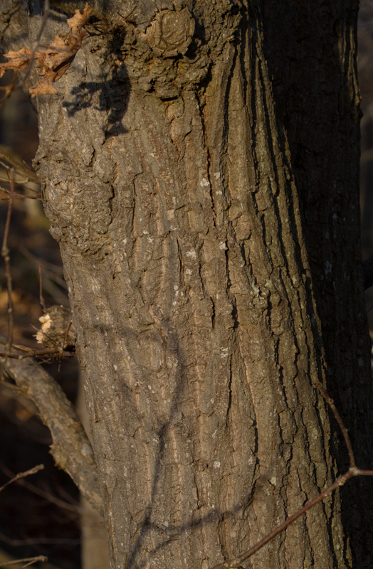Chestnut Oak in Calvert Co., Maryland (2/10/2013). The buds are very similar to those of Basket Oak, but slightly more pointed. Photo by Bill Hubick.