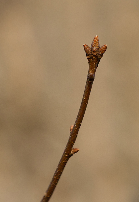 Chestnut Oak in Calvert Co., Maryland (2/10/2013). The buds are very similar to those of Basket Oak, but slightly more pointed. Photo by Bill Hubick.