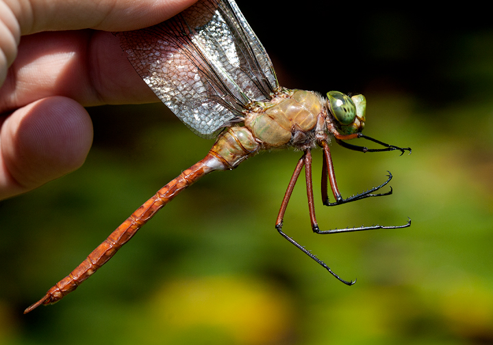 A Comet Darner in Wicomico Co., Maryland (7/14/2007). Photo by Bill Hubick.