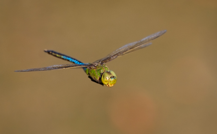 A Common Green Darner patrolling Wicomico Co., Maryland (7/26/2007). Photo by Bill Hubick.