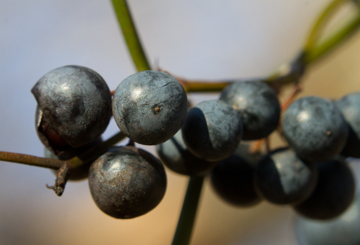 Common Greenbrier close-ups at Downs Park in Anne Arundel Co., Maryland (2/14/2013). Photo by Bill Hubick.