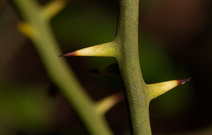 Common Greenbrier close-ups at Downs Park in Anne Arundel Co., Maryland (2/14/2013). Photo by Bill Hubick.