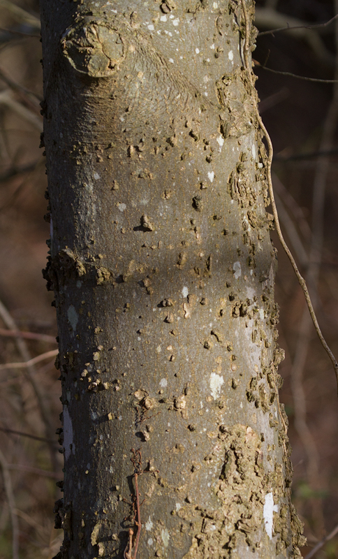 Common Hackberry near the Patuxent River in Calvert Co., Maryland (2/10/2013). The persisting winter fruit on this tree was shriveled and not smooth, a useful feature for ruling out Southern Hackberry. Photo by Bill Hubick.