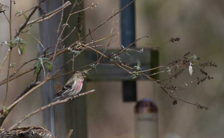 A Common Redpoll at King's Landing Park, Calvert Co., Maryland (2/10/2013). Photo by Bill Hubick.