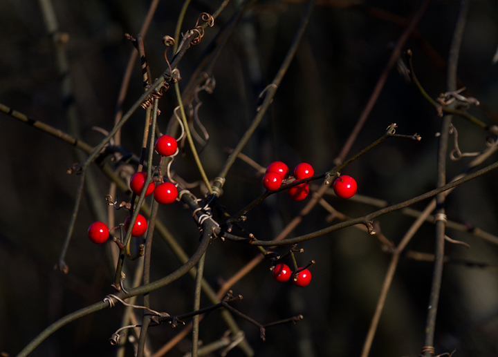 Coral Greenbrier in Worcester Co., Maryland (1/19/2013). Photo by Bill Hubick.