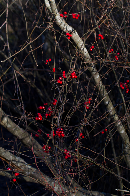 Coral Greenbrier in Worcester Co., Maryland (1/19/2013). Photo by Bill Hubick.