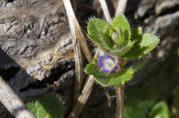 Corn Speedwell in Anne Arundel Co., Maryland (2/18/2013). Note hairy stem and leaves, leaf and flower shape, and stalkless flower. Photo by Bill Hubick.
