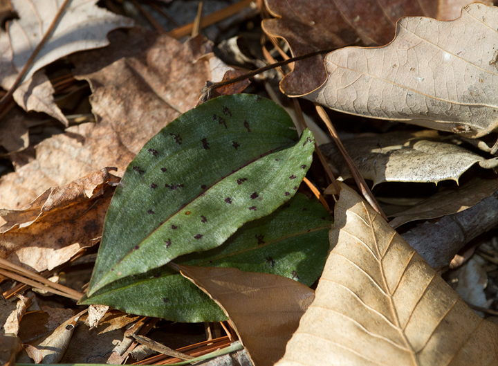 Cranefly Orchids in winter in Calvert Co., Maryland (2/10/2013). Photo by Bill Hubick.