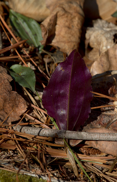 Cranefly Orchids in winter in Calvert Co., Maryland (2/10/2013). Photo by Bill Hubick.