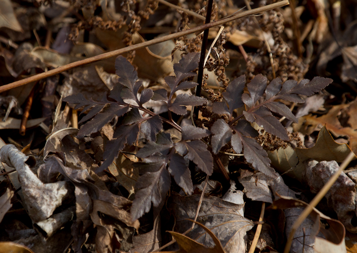 Cutleaf Grapefern in winter in Calvert Co., Maryland (2/10/2013). Photo by Bill Hubick.