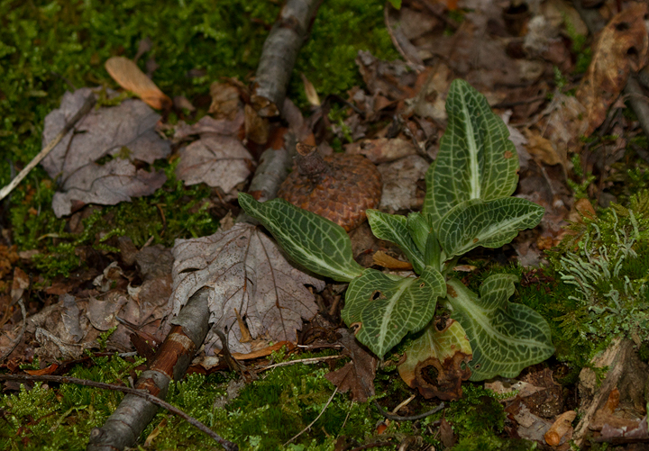 Downy Rattlesnake Plantain in Garrett Co., Maryland (6/12/2011). Photo by Bill Hubick.