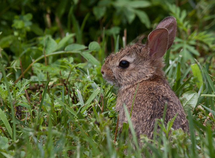 A baby Eastern Cottontail in Prince George's Co., Maryland (6/20/2009). Photo by Bill Hubick.
