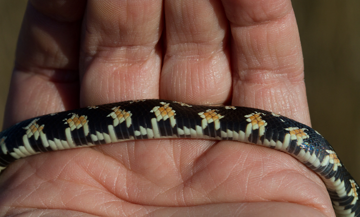 A juvenile Eastern Kingsnake found recently killed by a car on the open saltmarsh in Somerset Co., Maryland (1/20/2013). Specimen was collected for the Salisbury University collection. Photo by Bill Hubick.