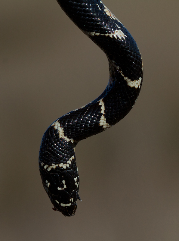 A juvenile Eastern Kingsnake found recently killed by a car on the open saltmarsh in Somerset Co., Maryland (1/20/2013). Specimen was collected for the Salisbury University collection. Photo by Bill Hubick.