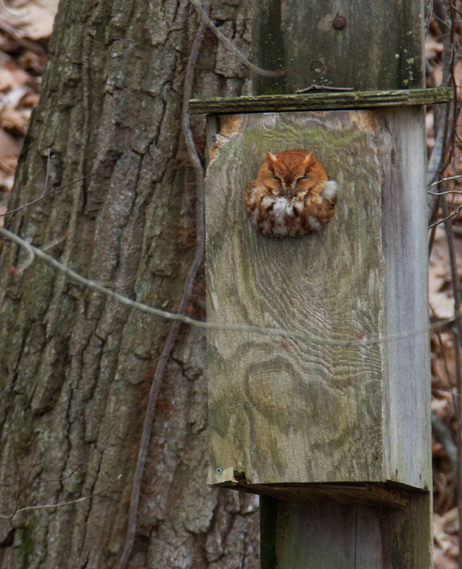 An Eastern Screech-Owl sunning at the entrance to a Wood Duck box in Harford Co., Maryland (2/12/2013). Photo by Bill Hubick.