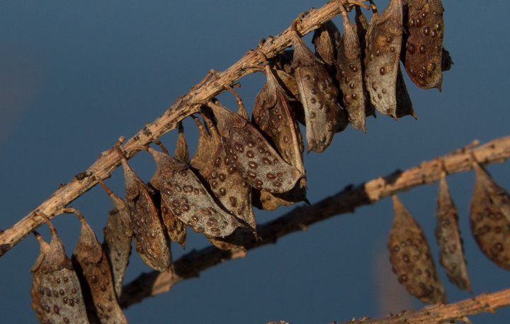 Close-up of False Indigo Bush in winter - Fort Smallwood Park, Maryland (2/18/2013). Photo by Bill Hubick.