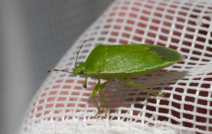 A Green Stinkbug in Wicomico Co., Maryland (7/14/2007). Photo by Bill Hubick.