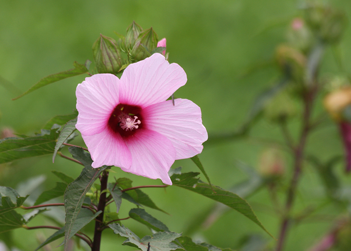Halberd-leaved Rosemallow in Montgomery Co., Maryland (7/31/2009). Photo by Bill Hubick.