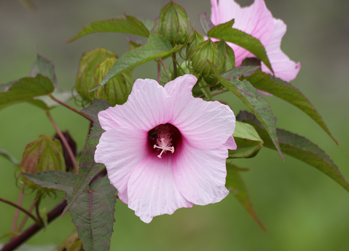 Halberd-leaved Rosemallow in Montgomery Co., Maryland (7/31/2009). Photo by Bill Hubick.