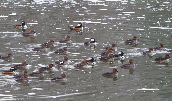 Part of a very large flock (134) of Hooded Mergansers at Loch Raven Reservoir, Maryland (2/3/2013). Photo by Bill Hubick.