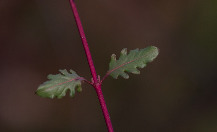 The young leaves of Japanese Honeysuckle can have this very different, oak-like shape. Photographed in Calvert Co., Maryland (2/10/2013). Photo by Bill Hubick.